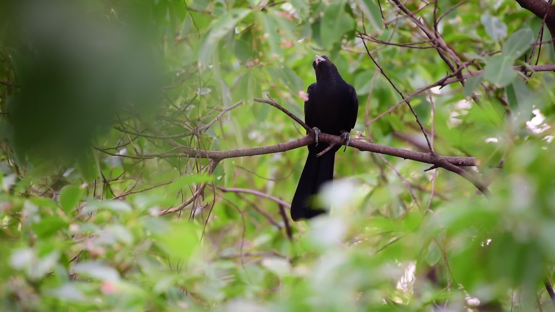 野树上有鸟和鸟视频的预览图