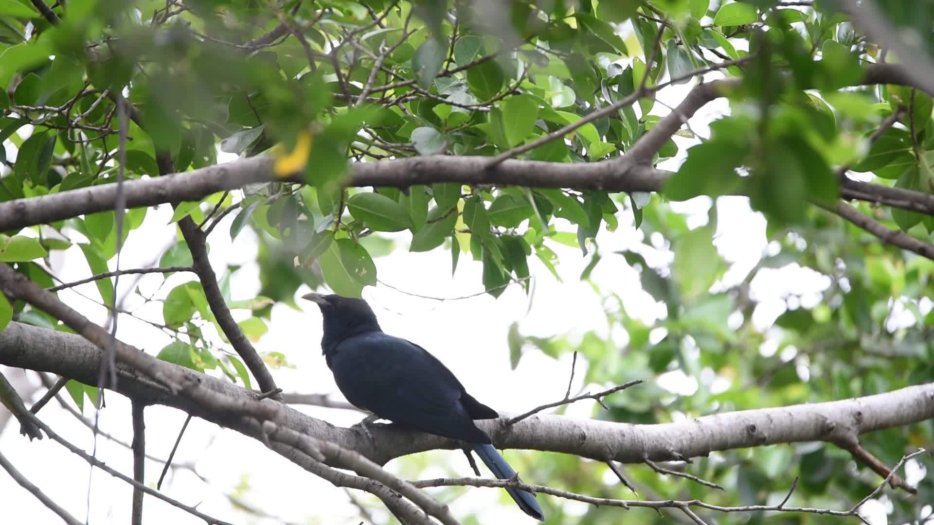 野树上有鸟和鸟视频的预览图