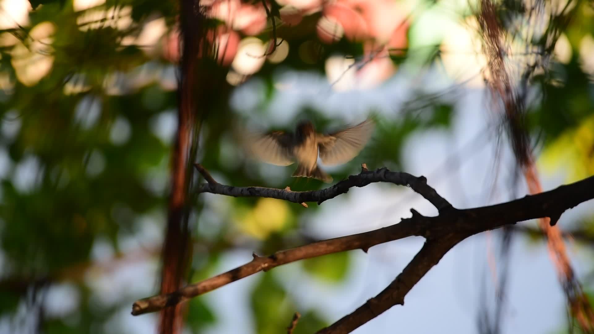 亚述棕色自然野生鸟类猎鸟视频的预览图