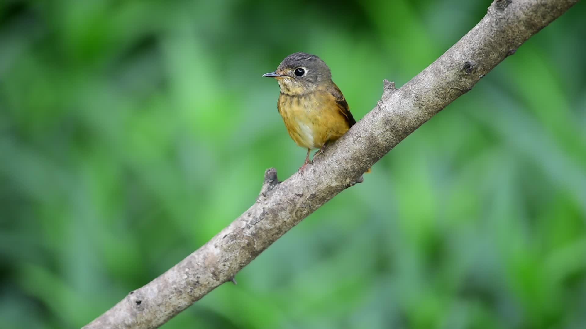 大热带自然野生鸟类视频的预览图