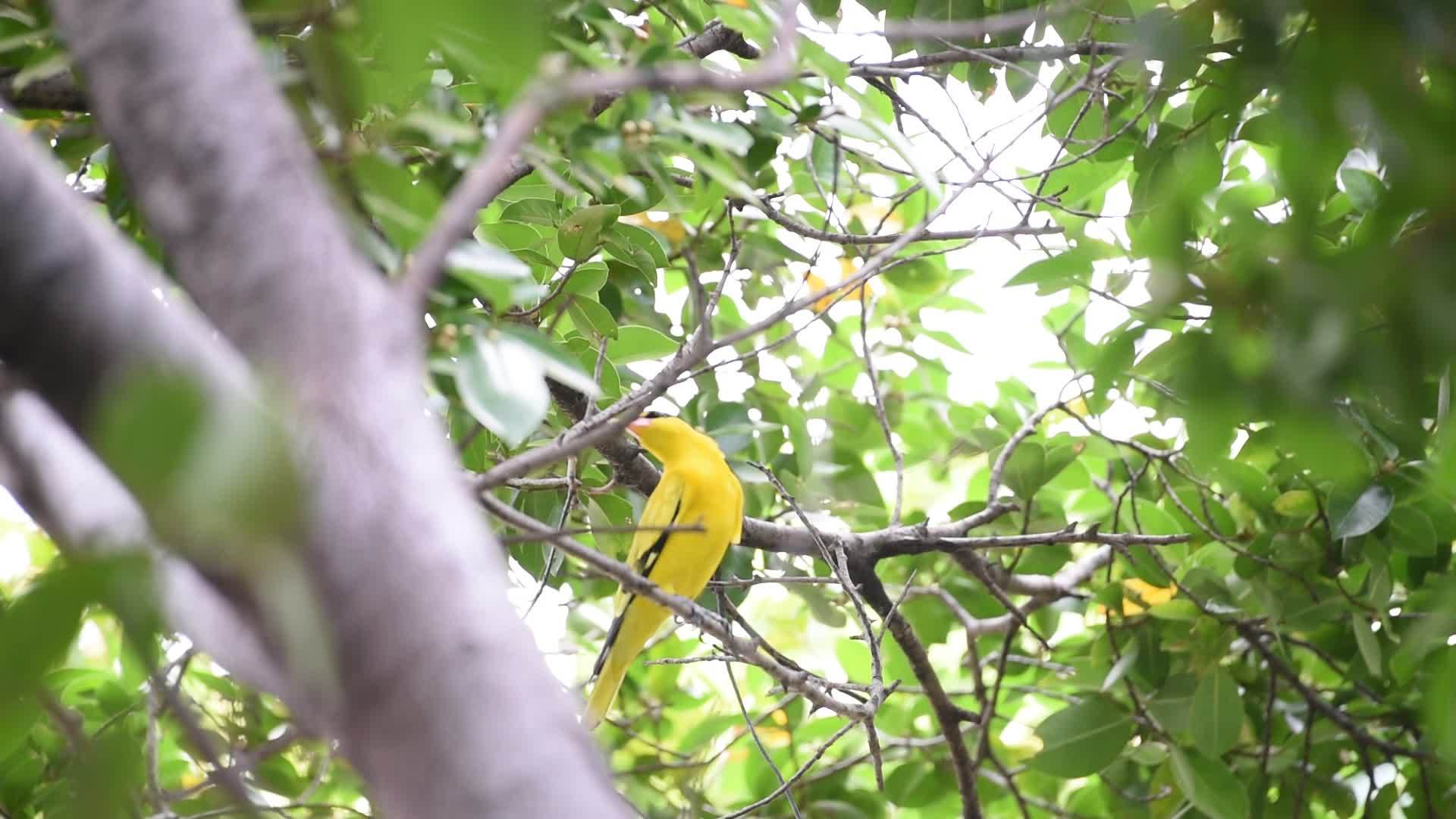 天然野生鸟类黑黄视频的预览图