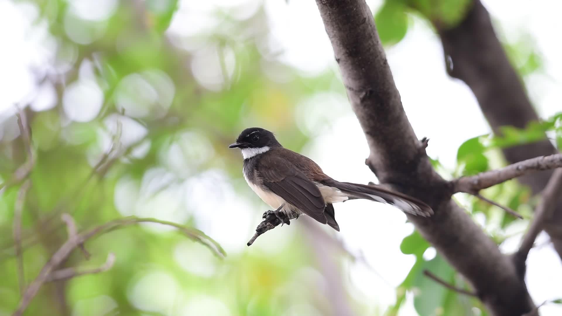 天然野生树上的鸟视频的预览图