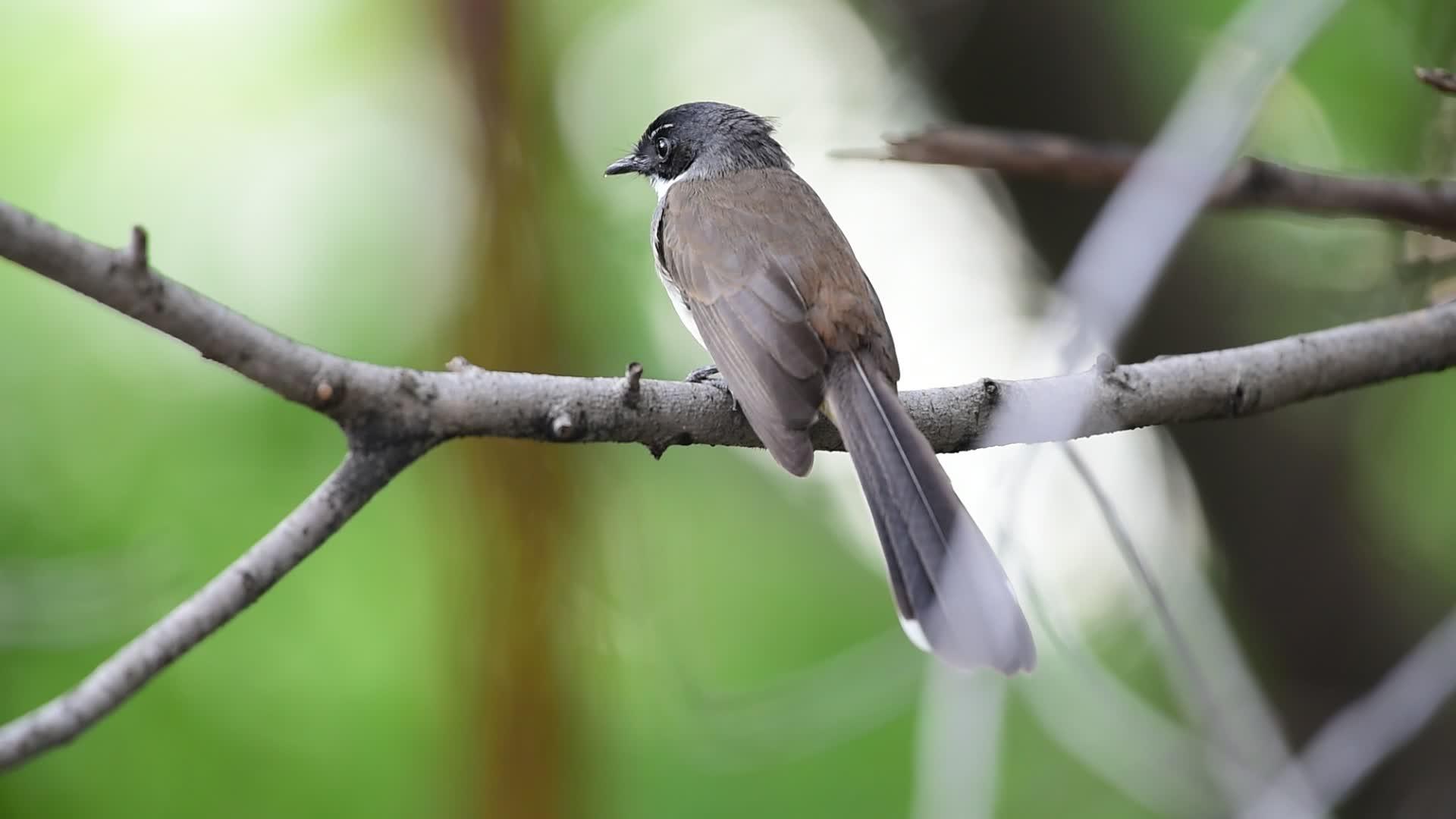 天然野生树上的鸟视频的预览图