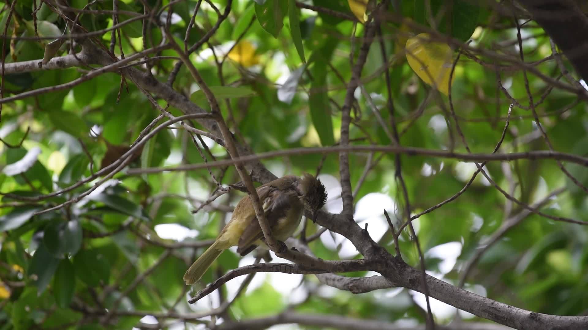 自然野生树上的鸟树上视频的预览图