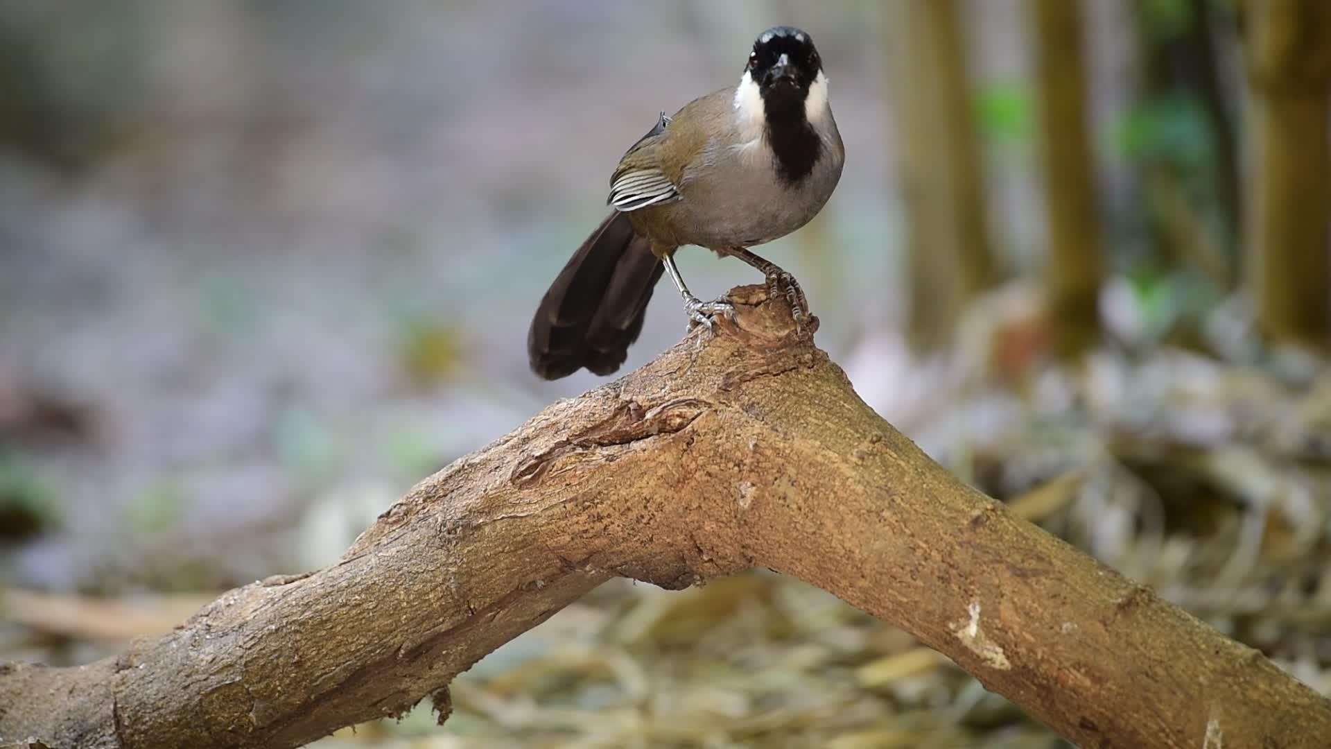 大自然中的鸟儿黑喉笑声视频的预览图