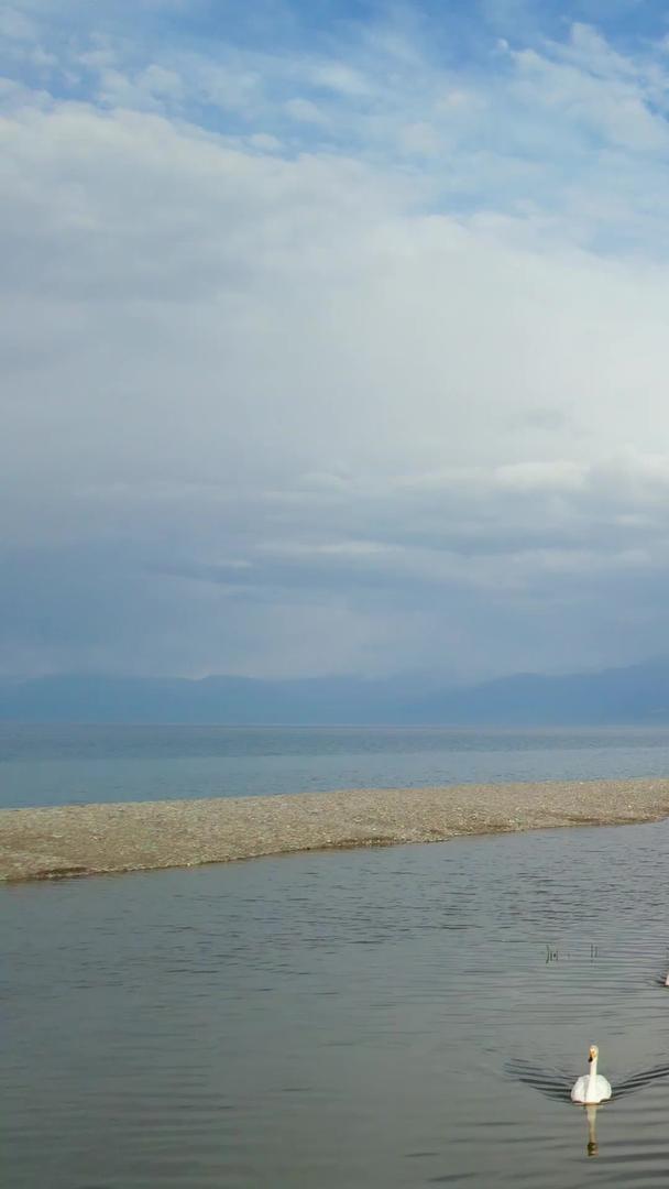 航拍5A赛里木湖天鹅湿地景观区视频视频的预览图