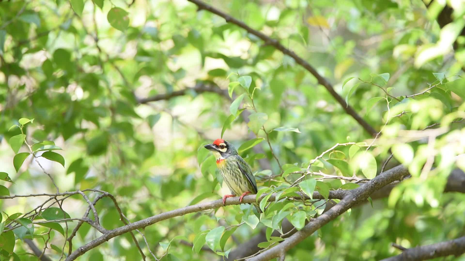 在大自然的树上鸟和木匠巴比特在野生树上视频的预览图