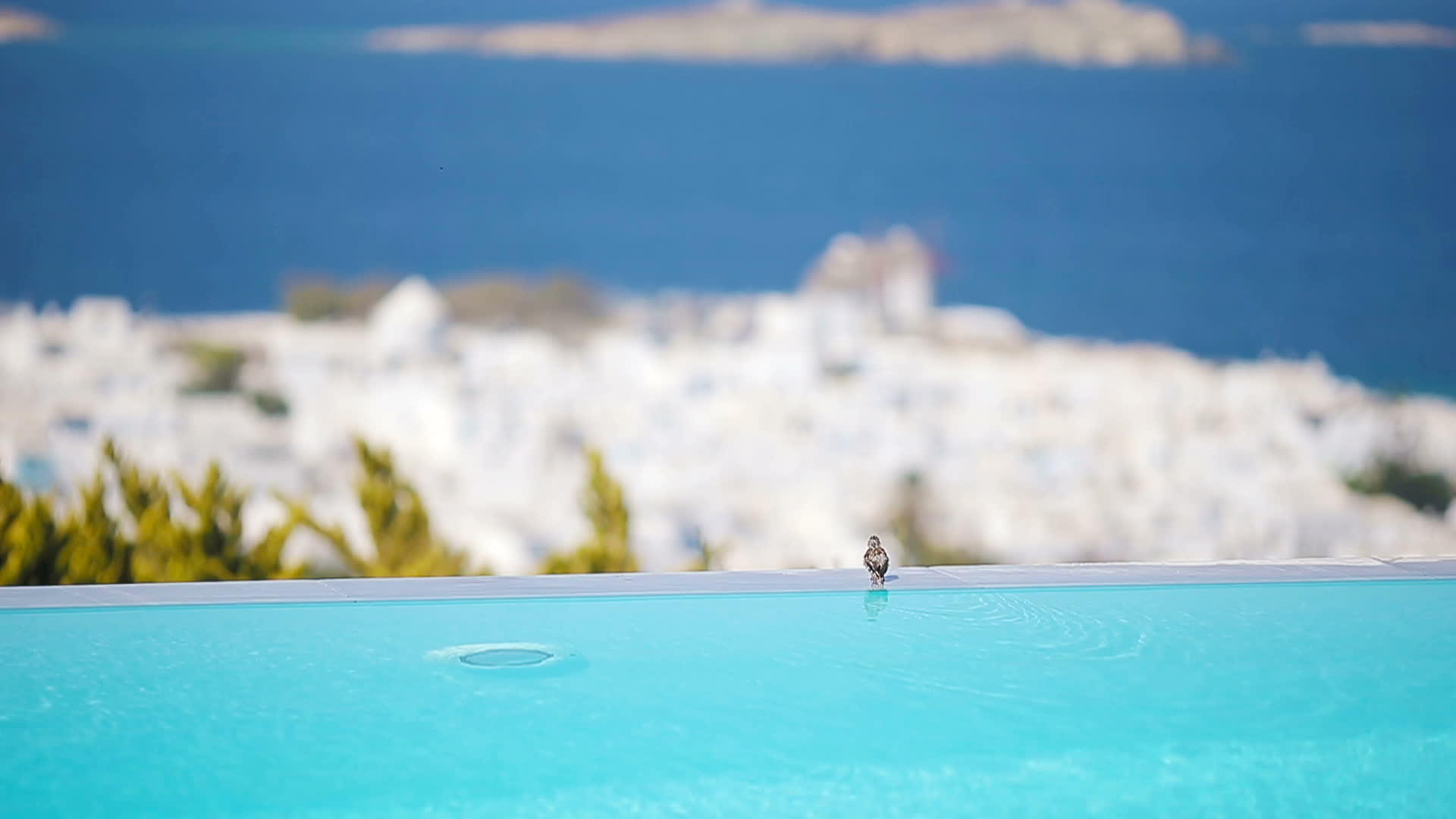 希腊米科诺斯豪华酒店池边的可爱小鸟视频的预览图