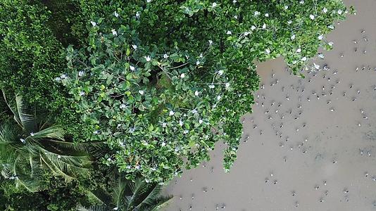 马来西亚的树上有阿斯恩人开阔的海牛视频的预览图