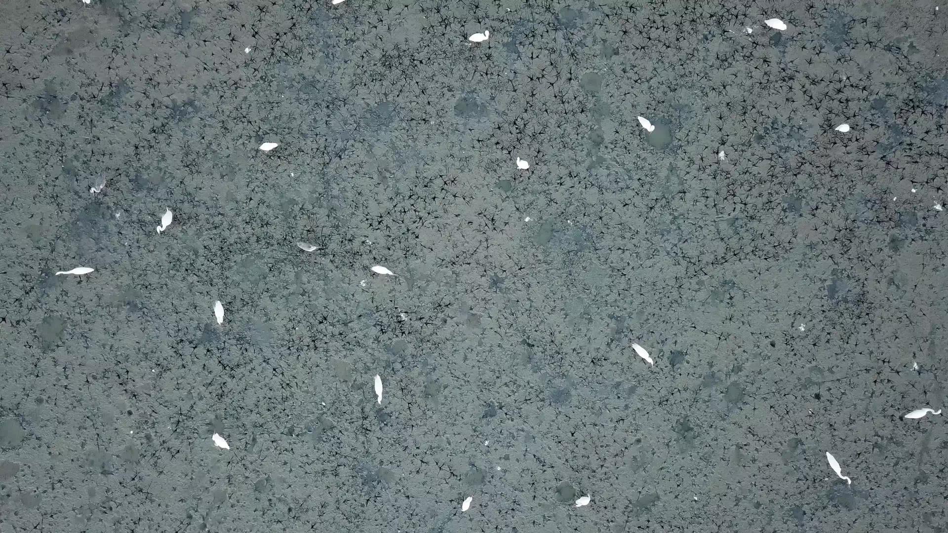 Penang沼泽起重鸟脚印视频的预览图