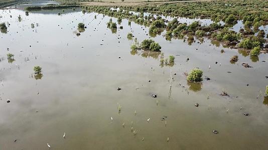 白鸟在巴图卡万湿地休养视频的预览图