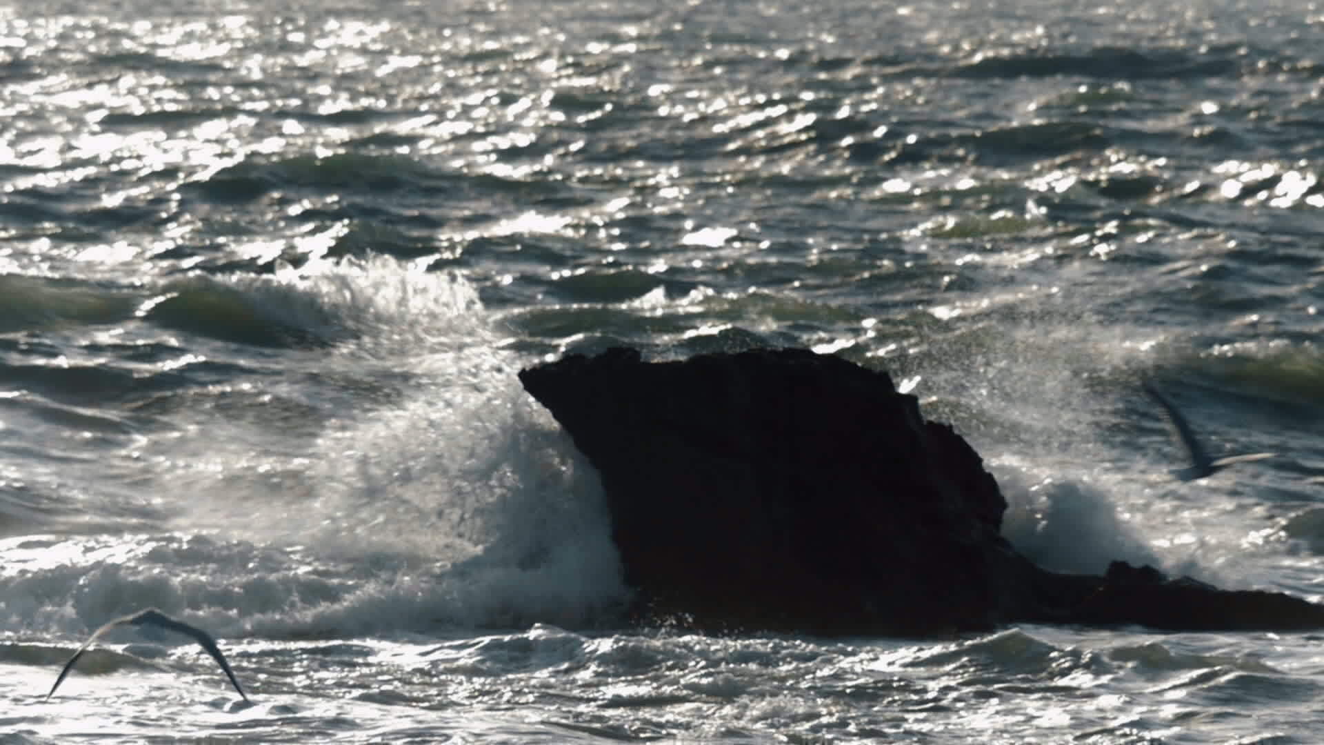 海洋以岩石和漂浮的海鸥为背景视频的预览图