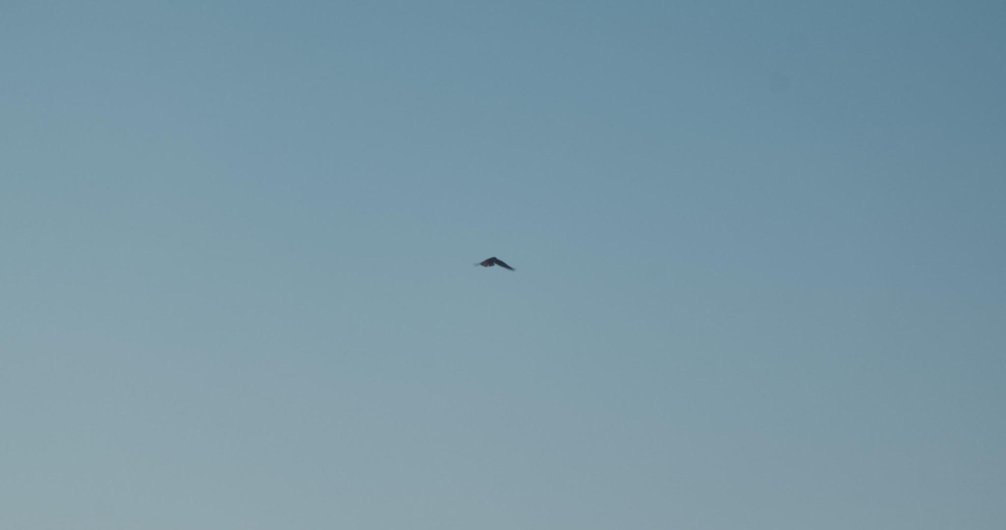 天空中的小黑鸟视频的预览图