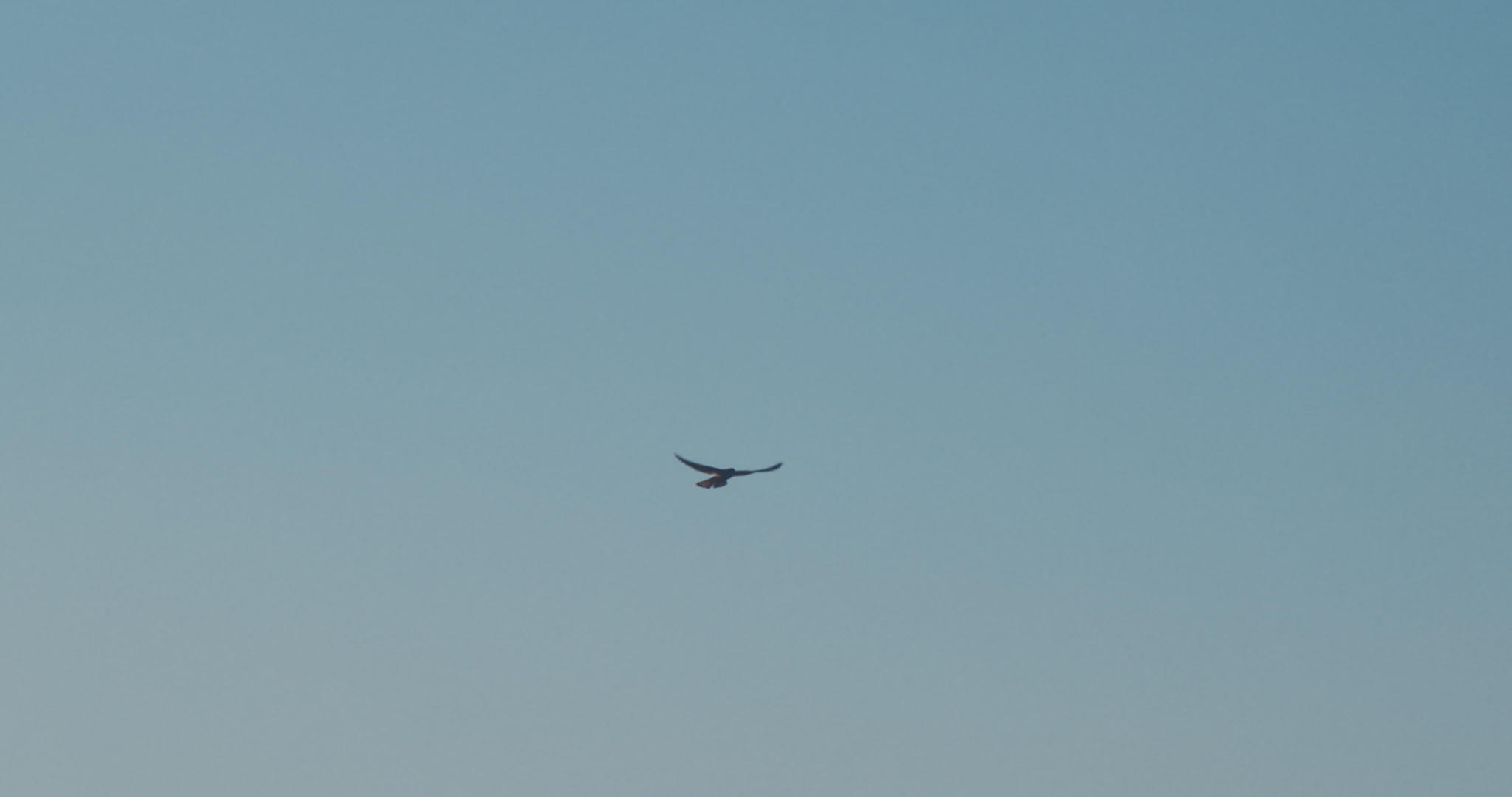 鸟飞在天上视频的预览图