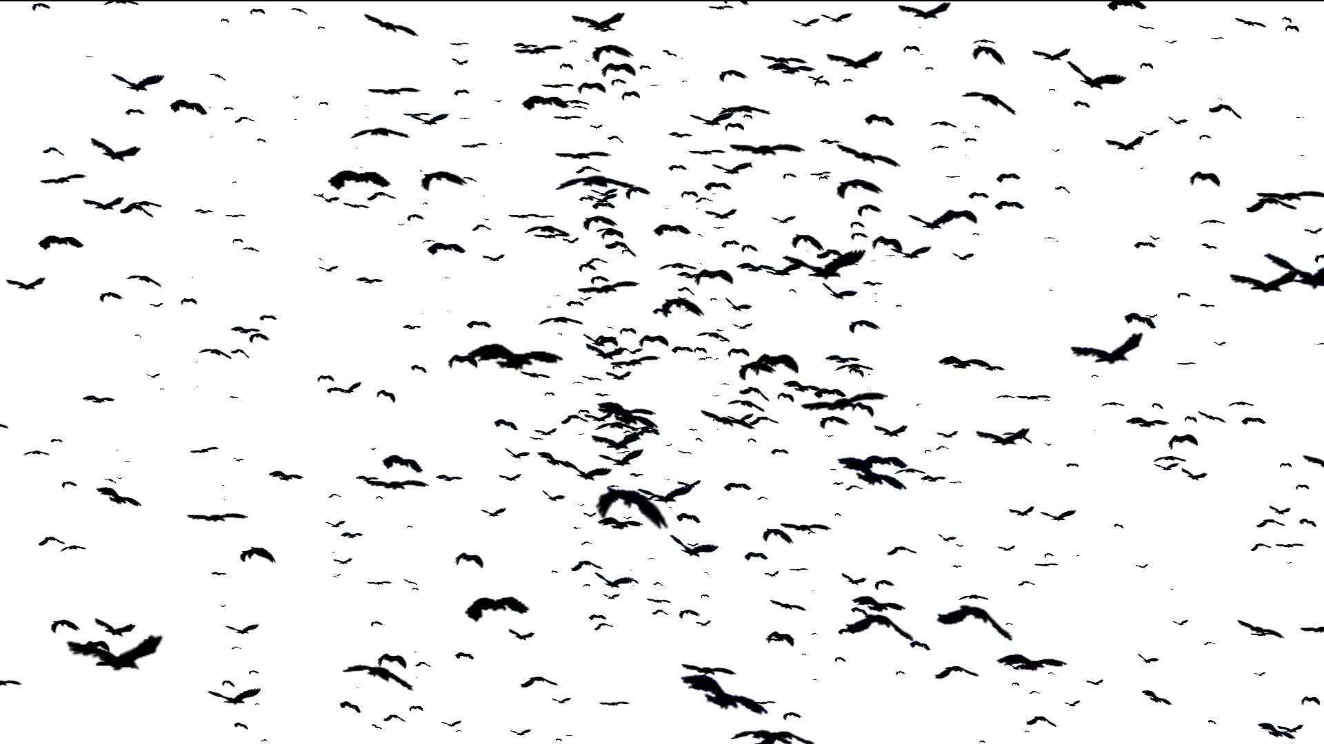 鸟儿在飞翔视频的预览图