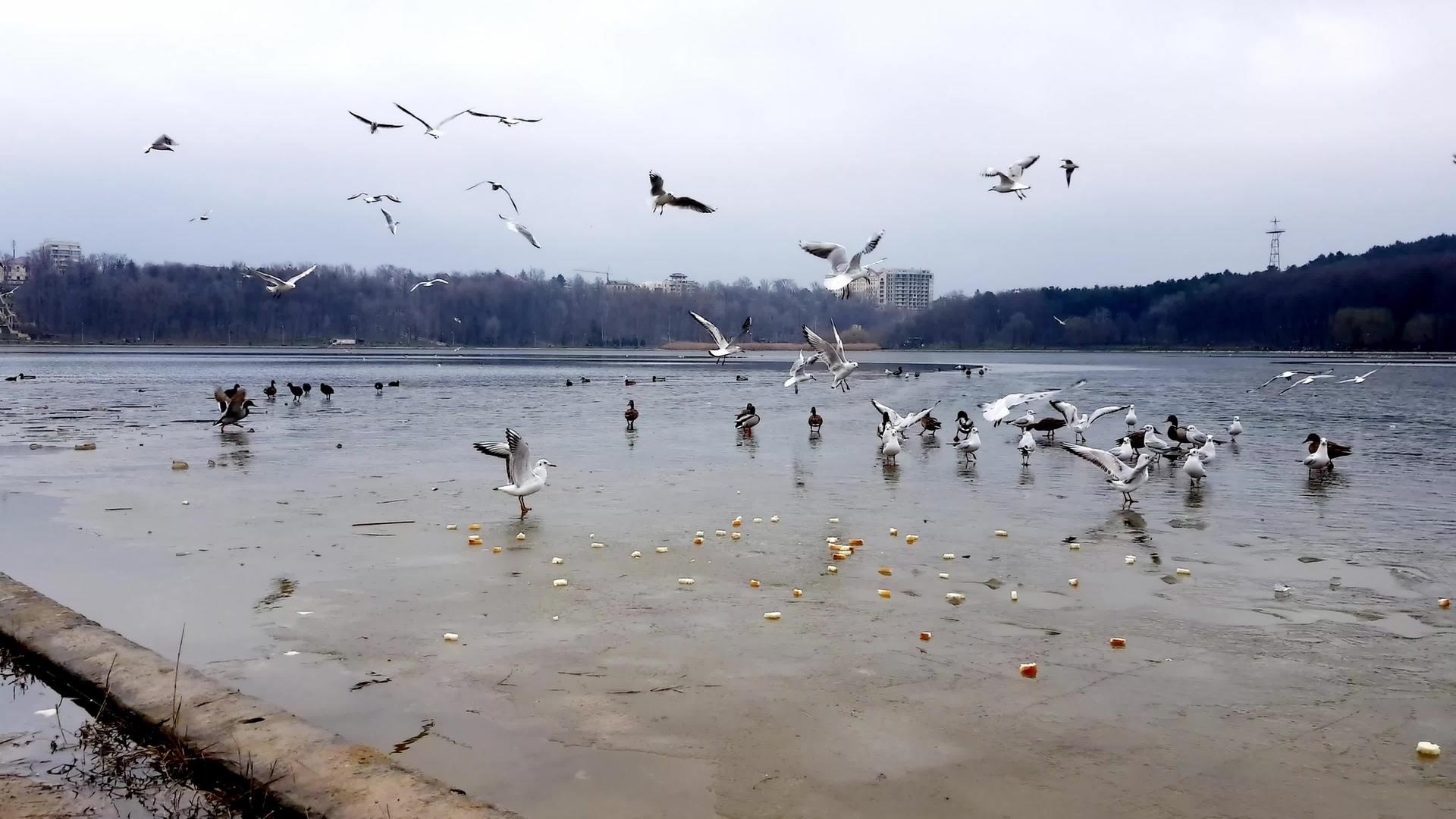 海鸥和野鸭的冬季风景视频的预览图