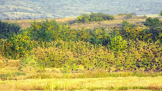 一群鸟飞过稻田的股票视频一群鸟俯冲穿过黄色的田野找视频的预览图