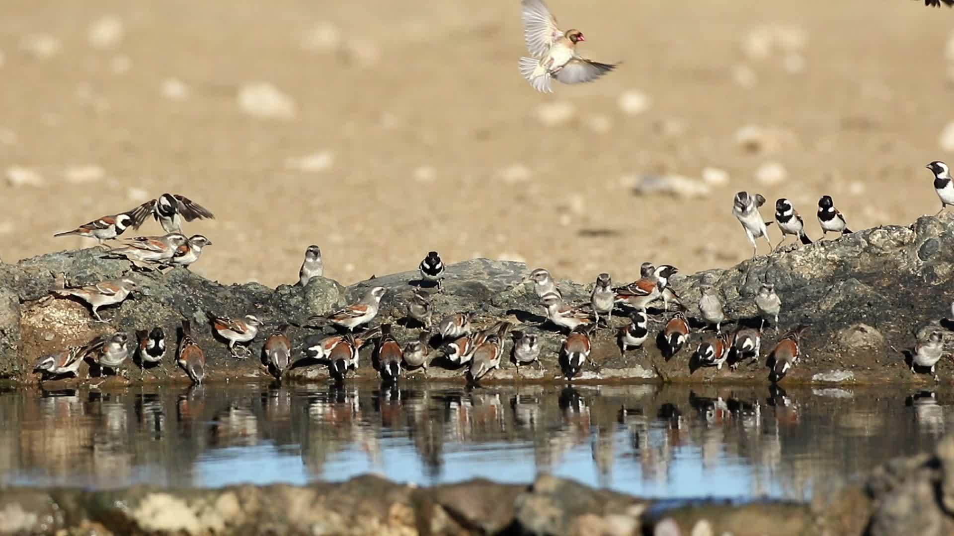 麻雀在水坑里喝水视频的预览图
