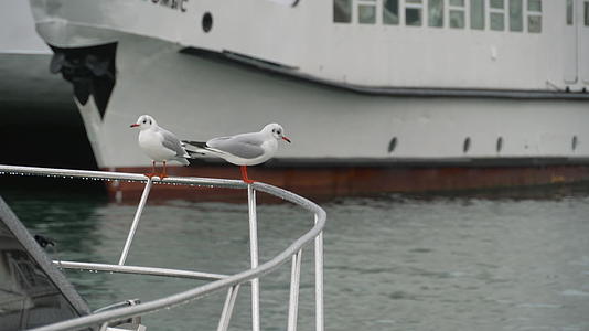 两只海鸥坐在一艘船的栏杆上视频的预览图