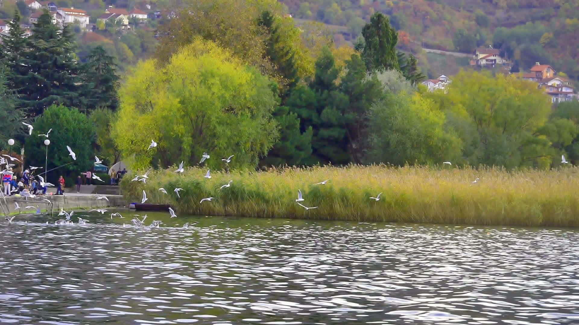 海鸥飞过湖面视频的预览图