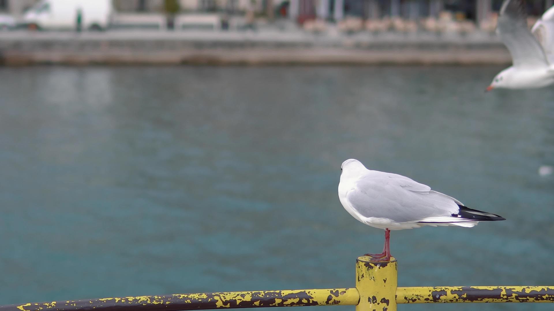 海鸥站在港湾里视频的预览图