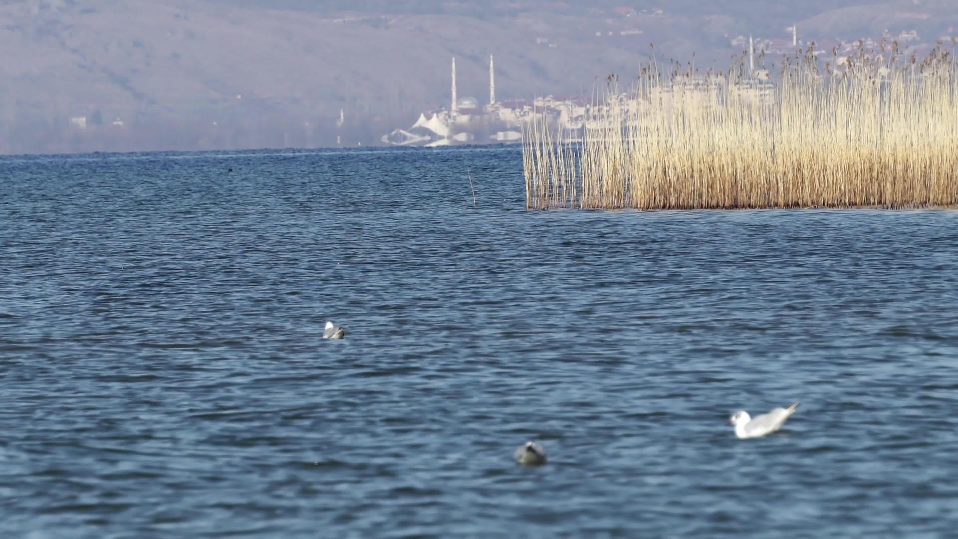 春天白海鸥在奥赫里德湖游泳视频的预览图