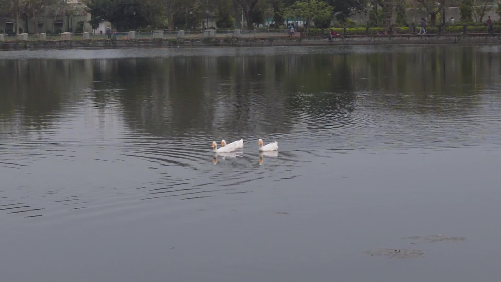 三只鸭子视频的预览图