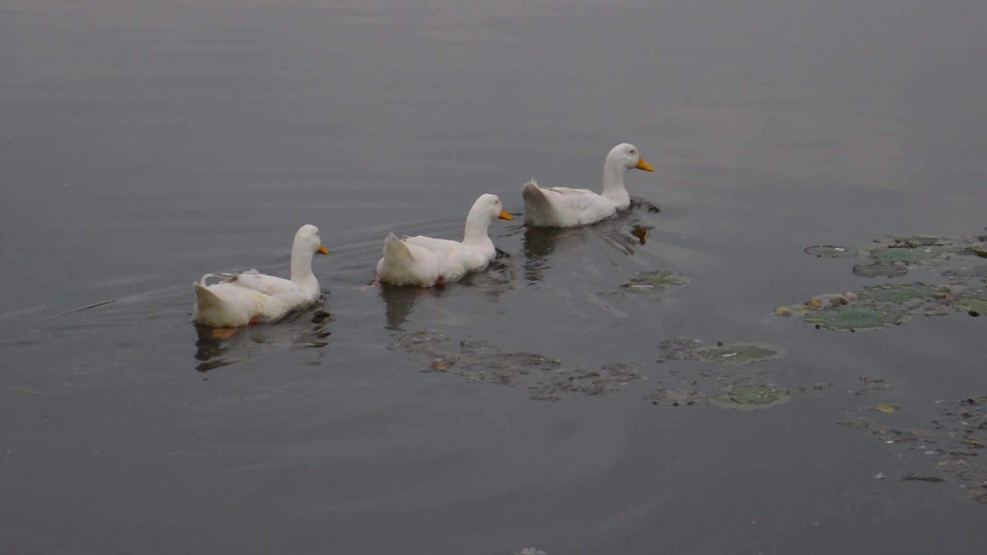 鸭、水、海、鸟、鹅、天鹅或鸭科统称为水禽涉水漂浮在湿地上视频的预览图