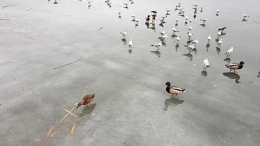 冷冻湖上的野鸭和海鸥视频的预览图
