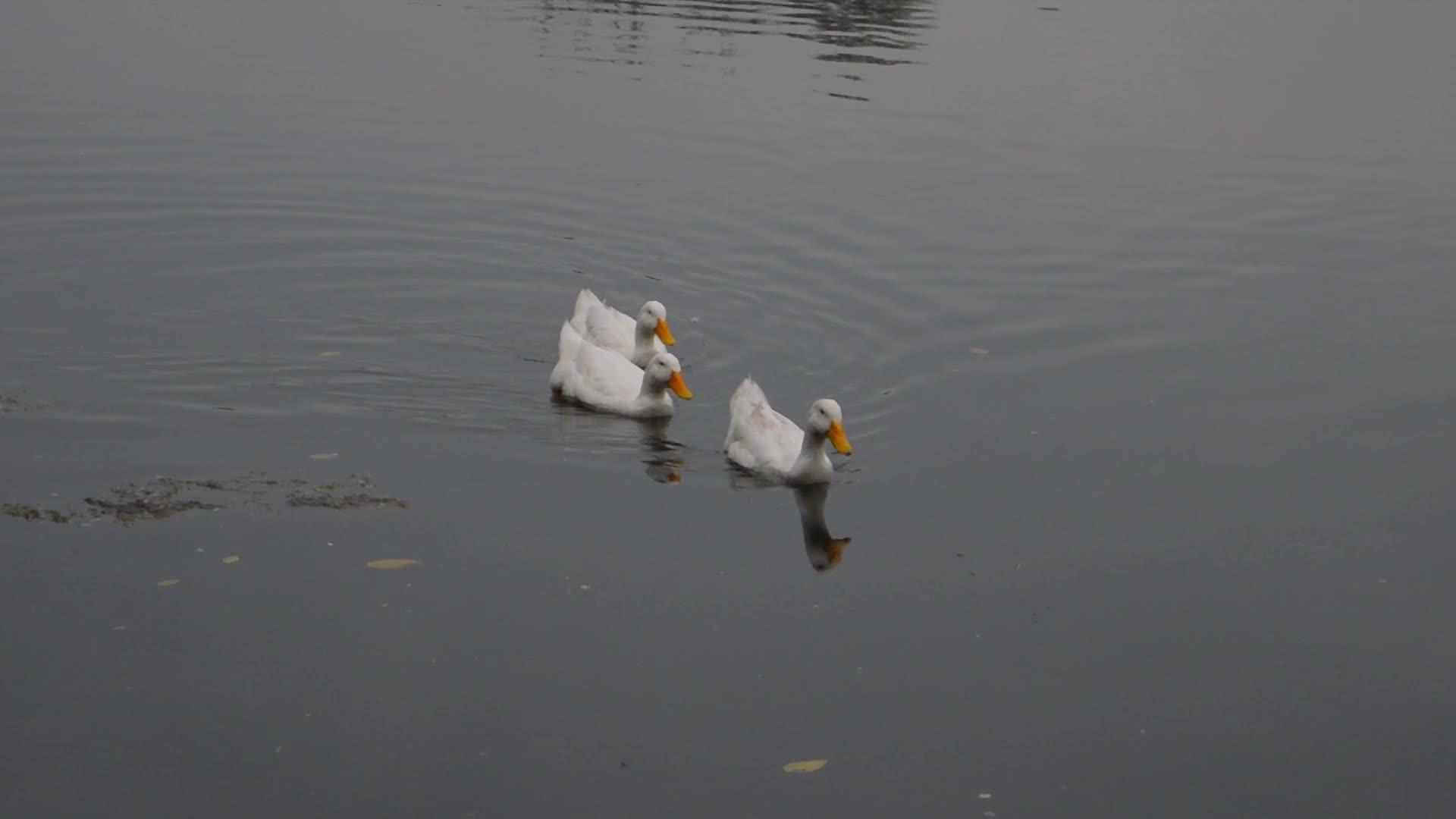 鸭、鸟、水、鸟、鹅、鸭或水鸟在湿地游泳视频的预览图