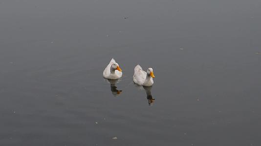 鸭子、水鸟、海鸟、鹅、鸭或水鸟漂浮在湖面上视频的预览图