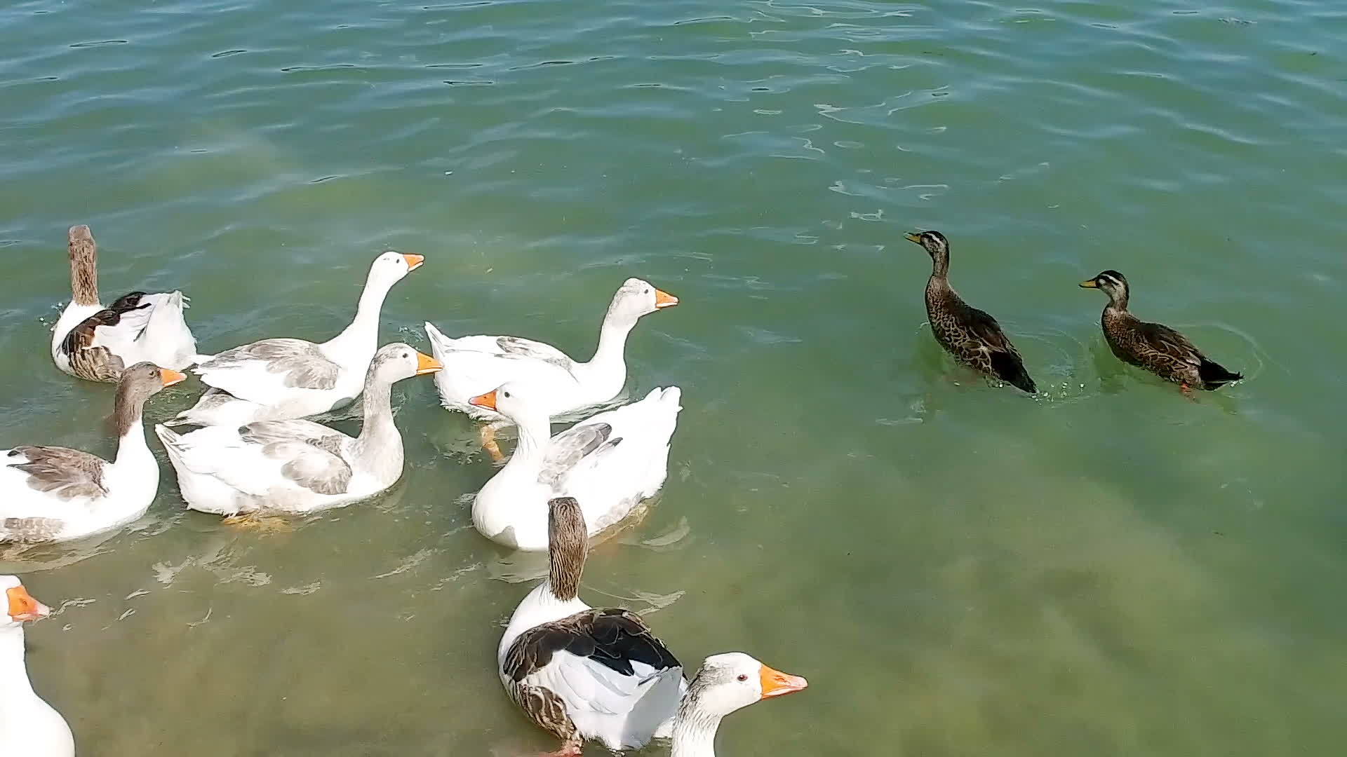 喂一群鸭子在夏天的沼泽里游泳视频的预览图