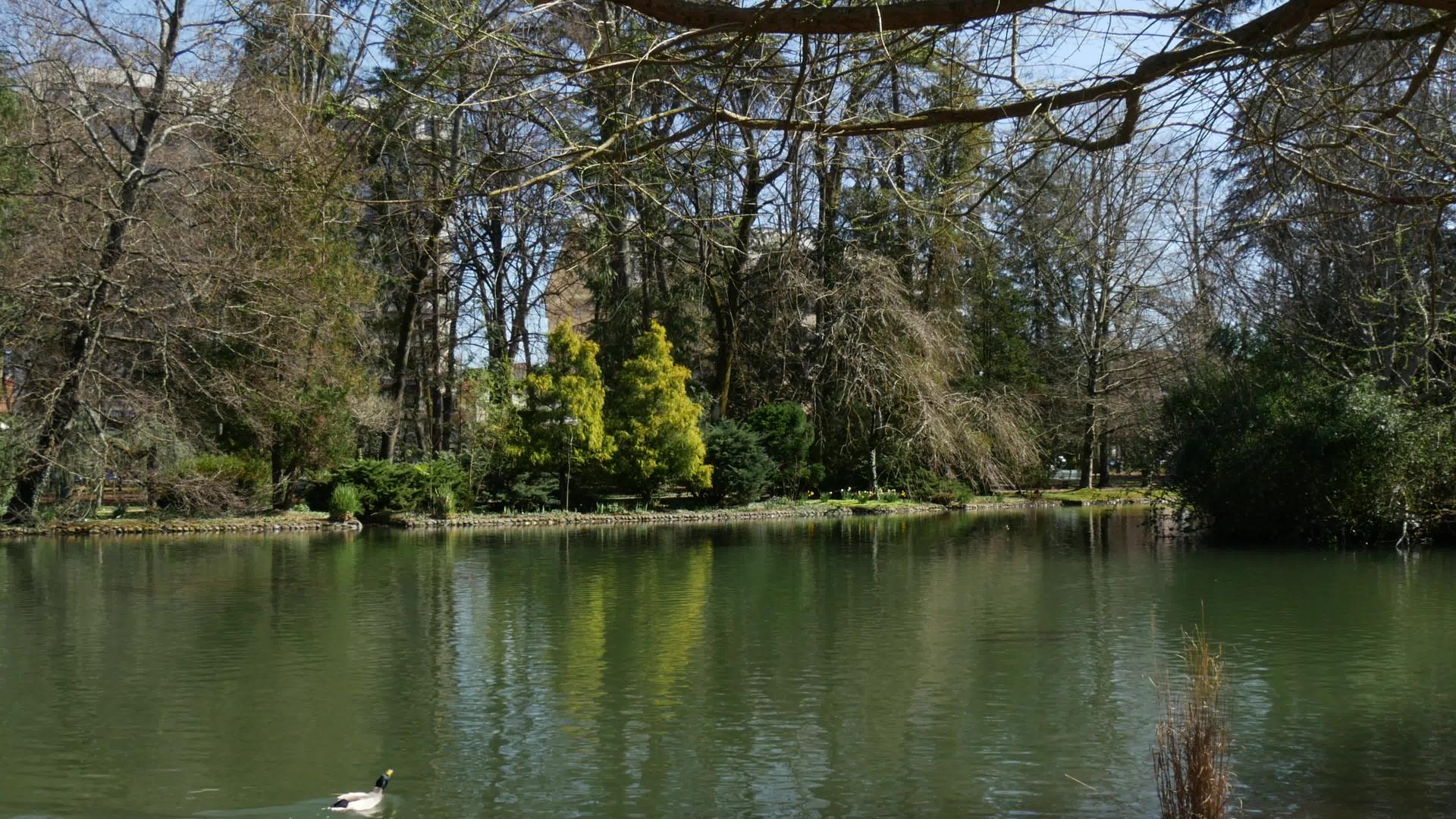 春天鸭子在池塘里视频的预览图