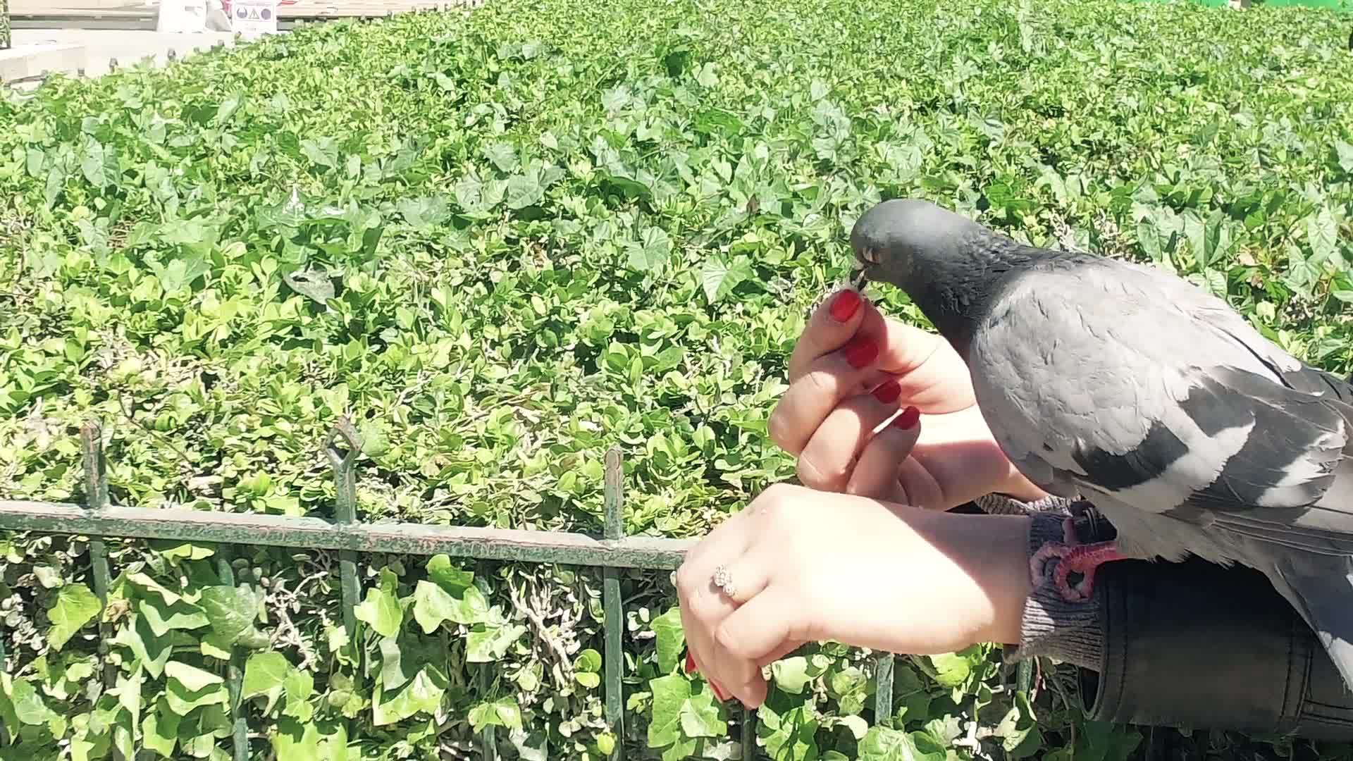 近距离喂养的鸽子在帕里斯教堂喂鸽子视频的预览图