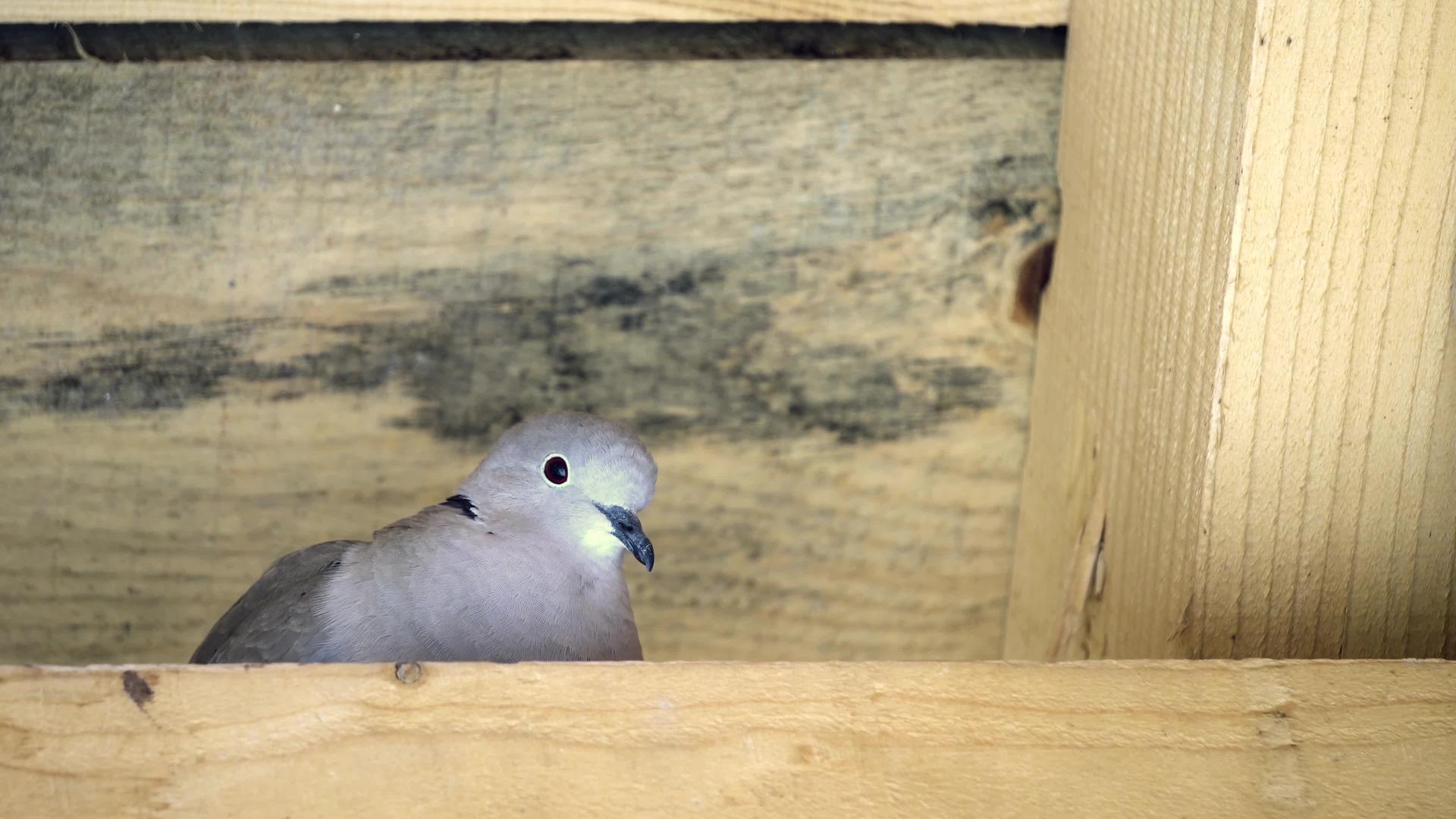 欧亚领颈鸽子在屋顶建筑中视频的预览图