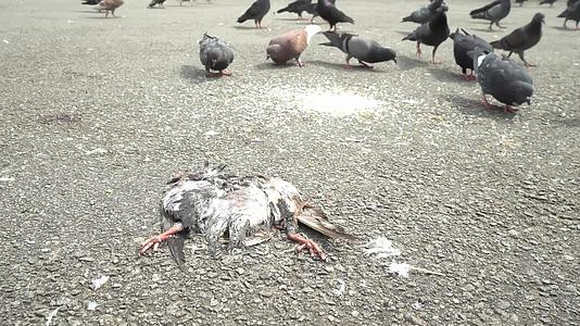 鸽子躺在街上视频的预览图