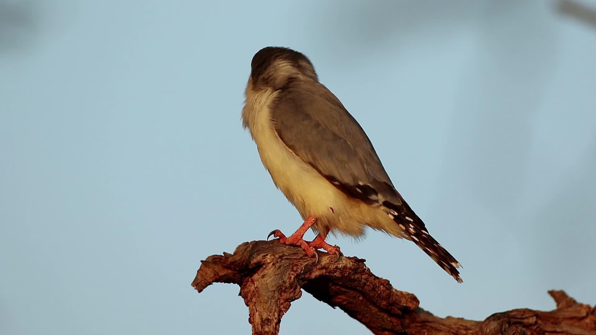 Pygmy树枝上的猎鹰视频的预览图