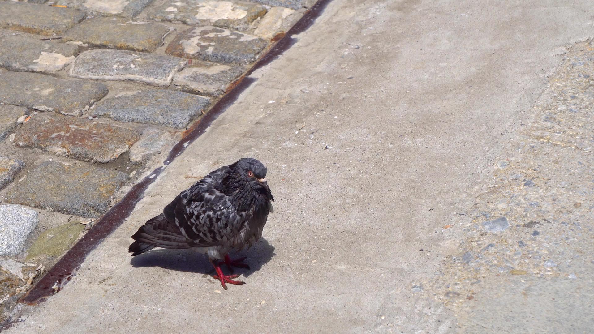 灰色的湿鸽子在人行道上行走视频的预览图