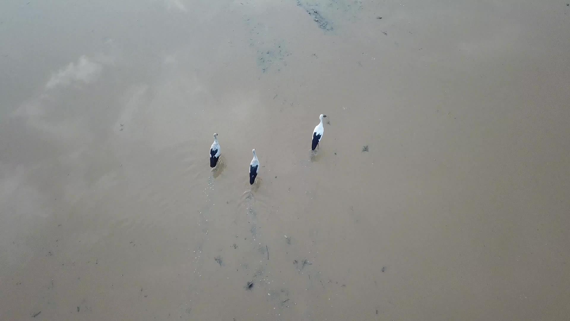 蜗牛在洪水中视频的预览图