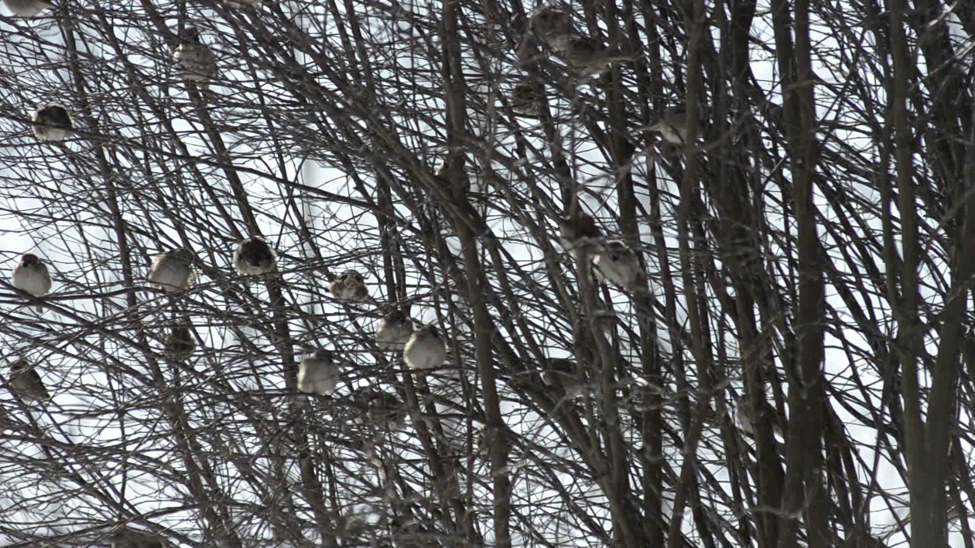 树丛中有许多麻雀在跳跃和聊天视频的预览图