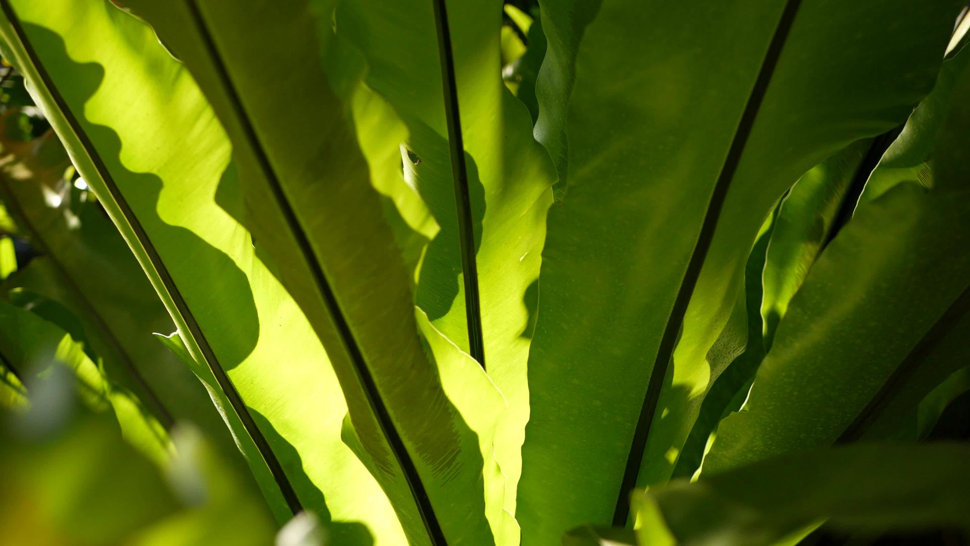 燕窝蕨叶深绿异国情调热带亚马逊丛林雨林时尚潮流视频的预览图