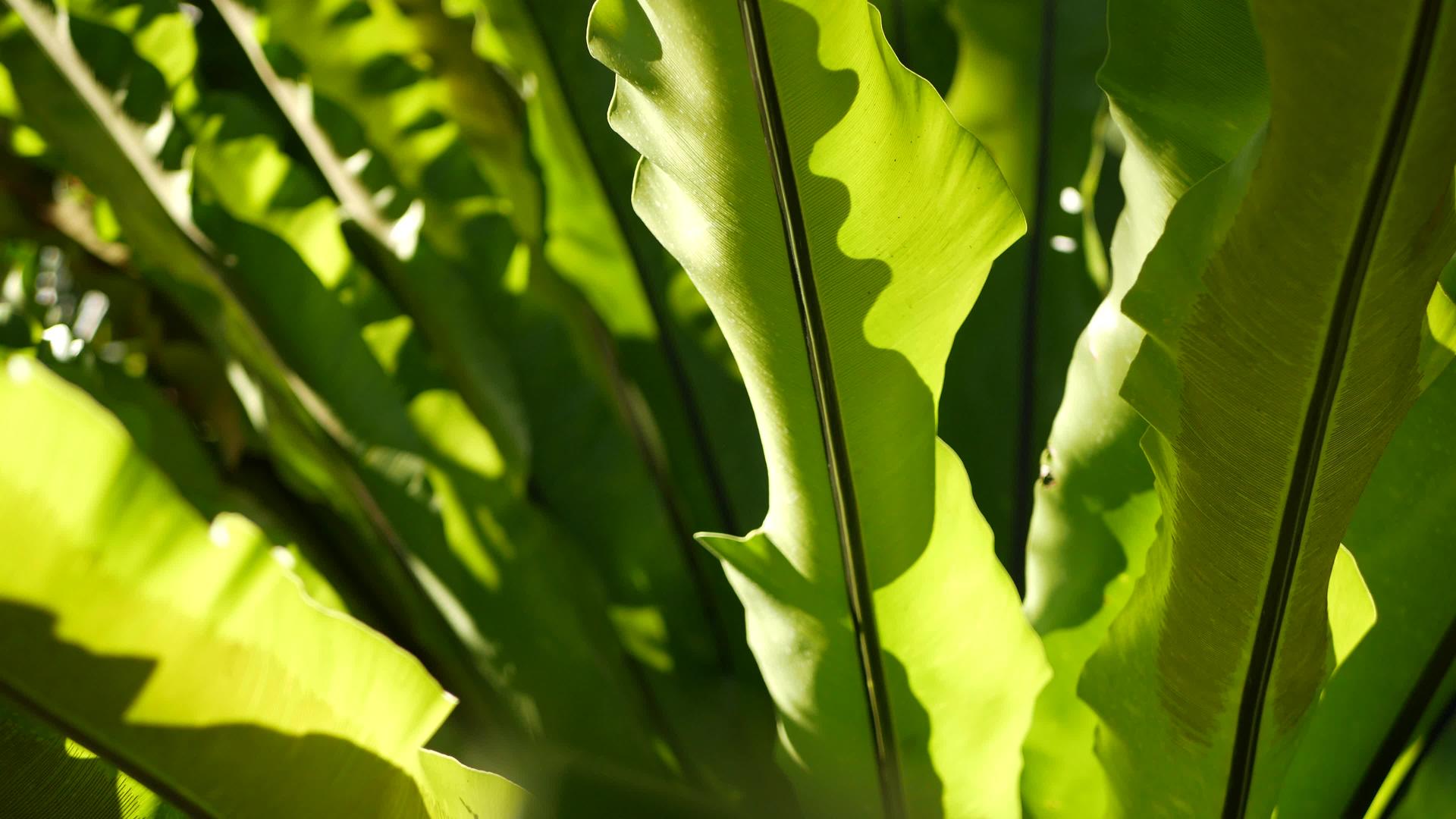 燕窝蕨叶深绿异国情调热带亚马逊丛林雨林时尚潮流视频的预览图