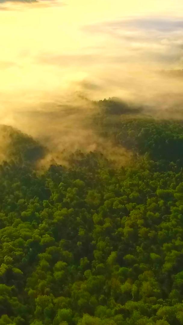 航空摄影森林阳光斜射视频的预览图