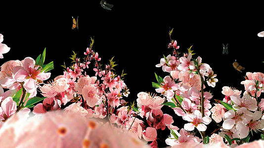 透明通道唯美的桃花林穿梭视频素材视频的预览图