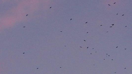 鸟儿在天空中拍摄日落时间视频的预览图