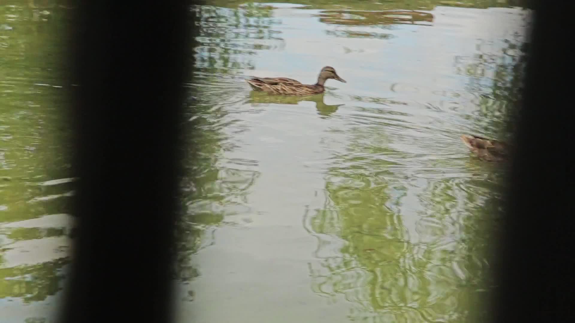 夏天鸭子在人工池塘里游泳视频的预览图