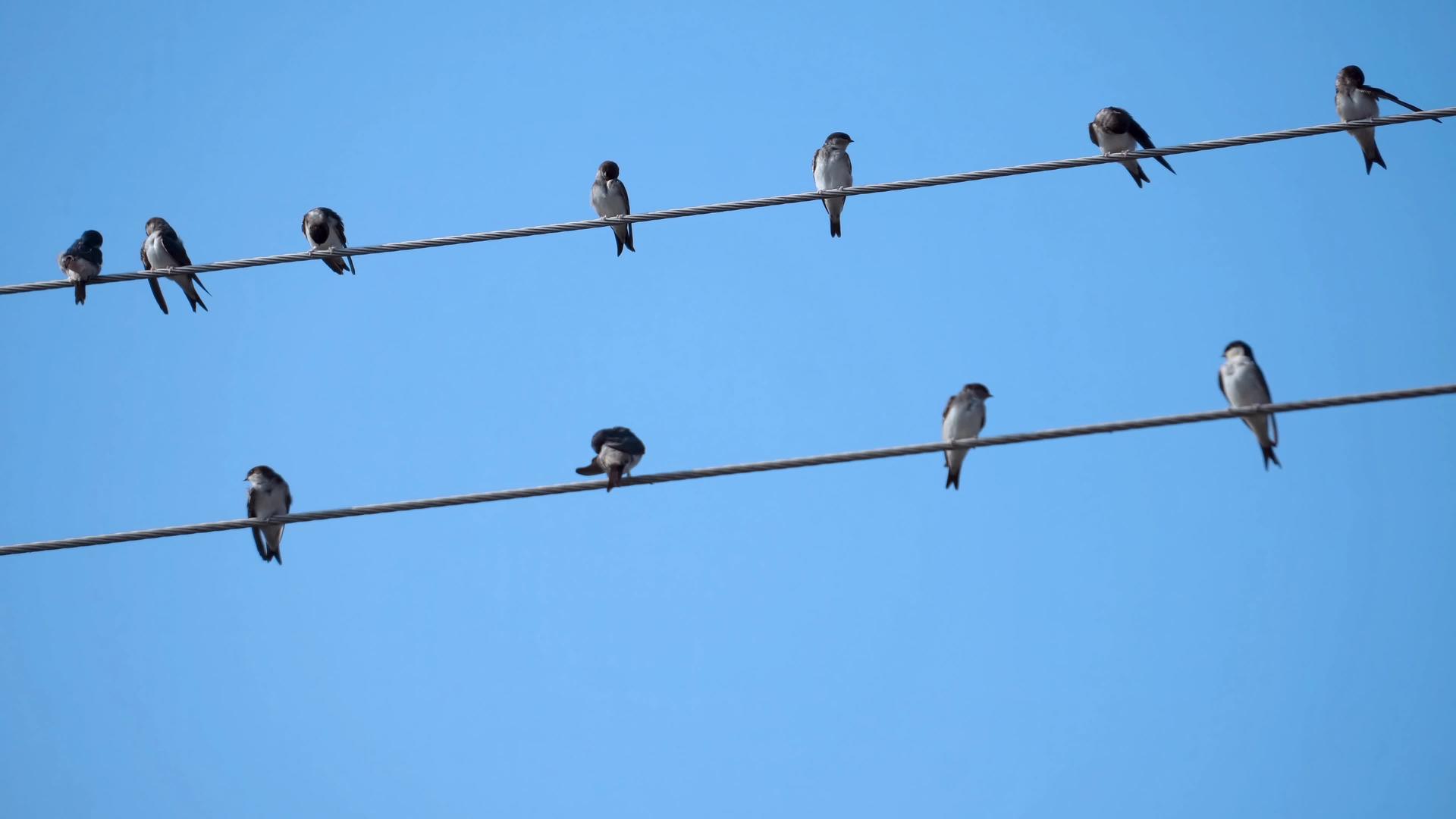 鸟用电线面对明亮的蓝天视频的预览图