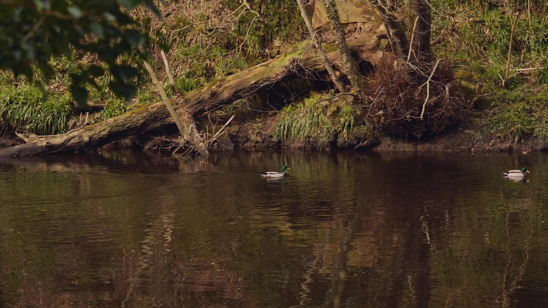 河中游泳鸭视频的预览图