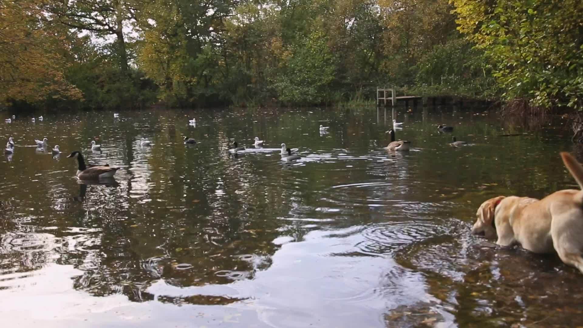 在池塘里玩狗视频的预览图
