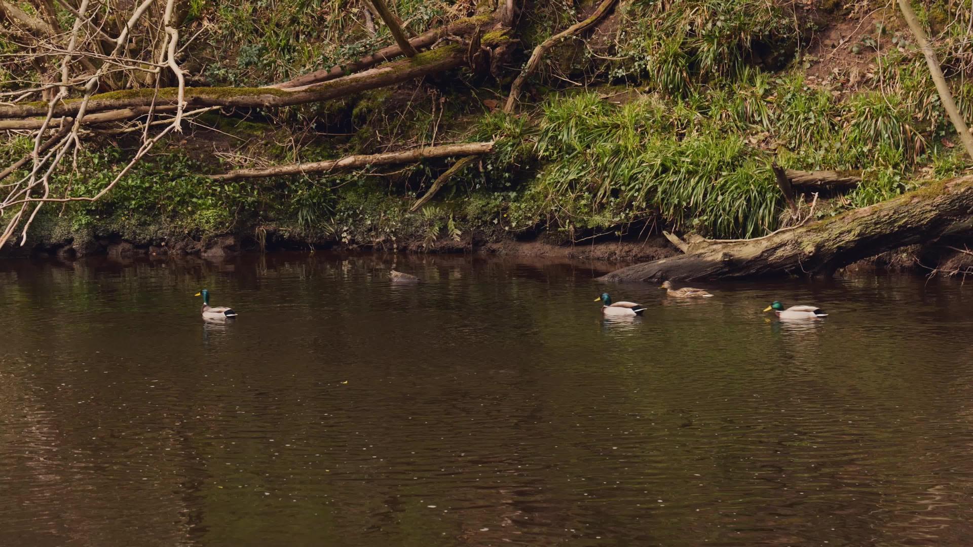 河中游泳鸭视频的预览图